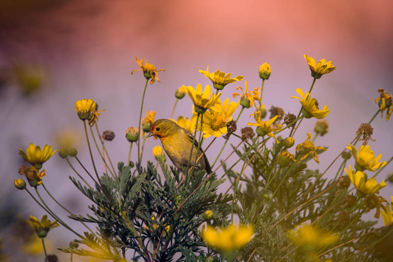 黄鸟与黄花图片