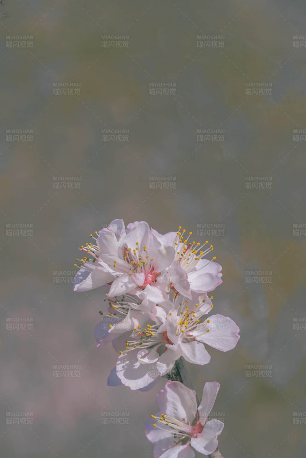 春日樱花绽放图片