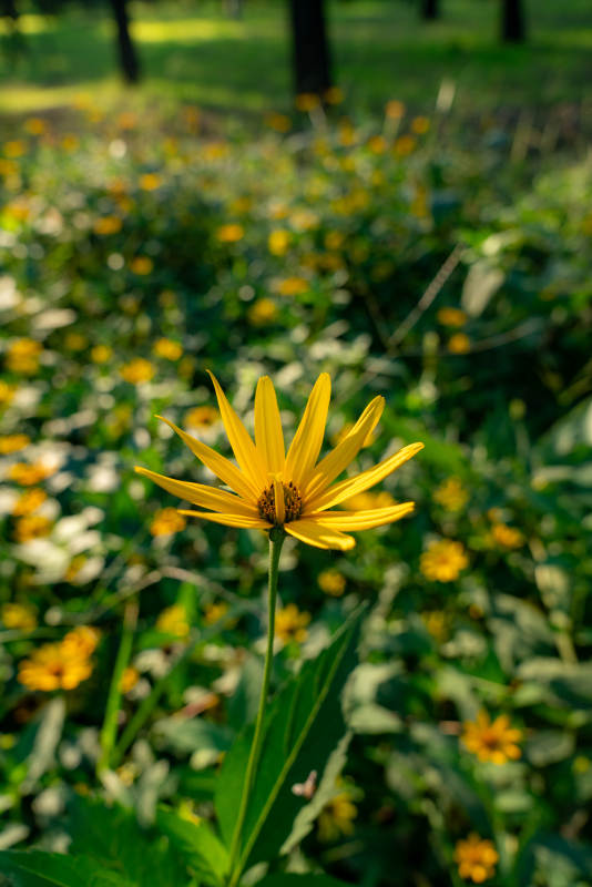 黄色野花在阳光下图片