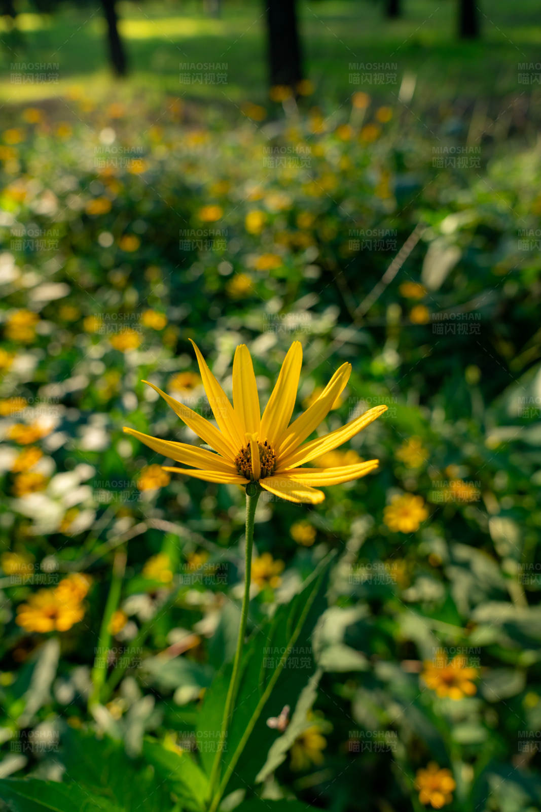黄色野花在阳光下图片
