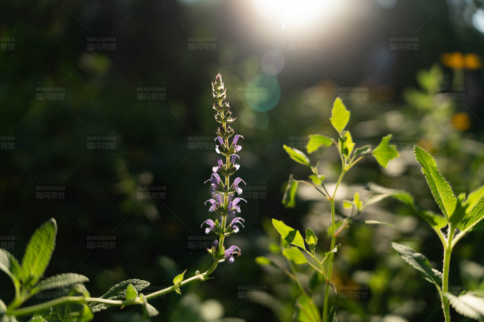 阳光下的紫色野花图片