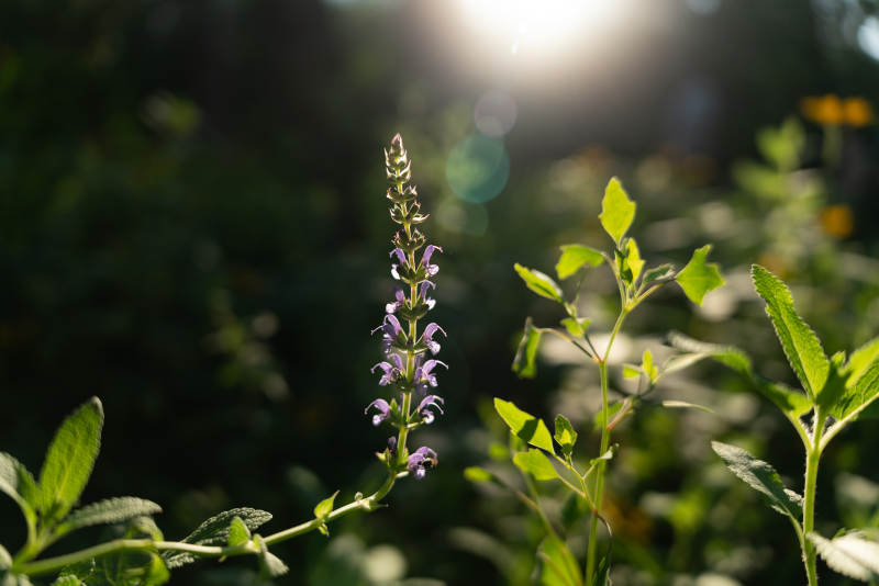 阳光下的紫色野花图片