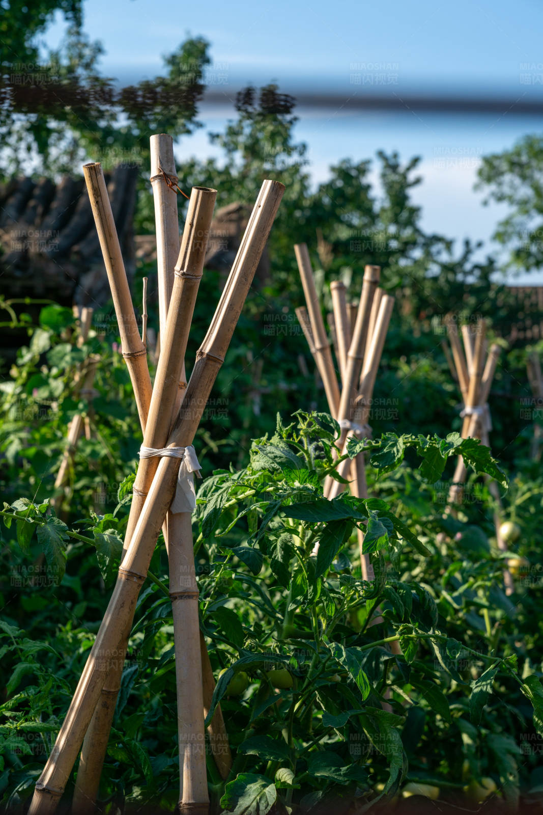 竹竿支撑的番茄田图片