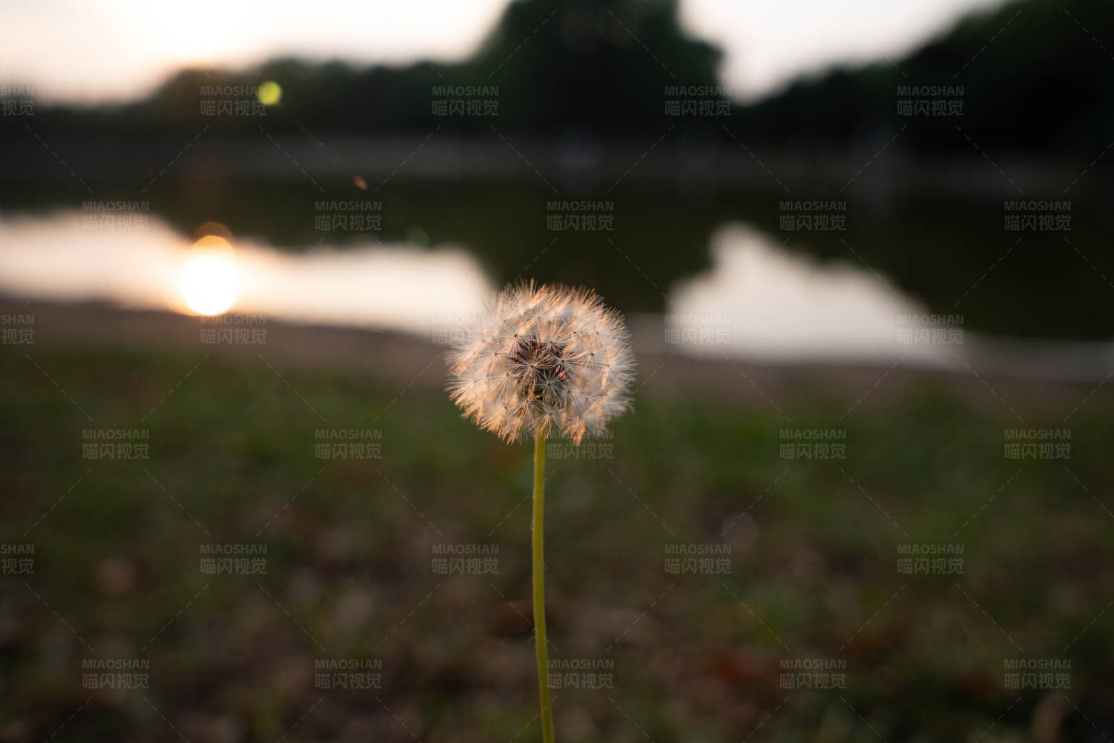 夕阳下的蒲公英图片