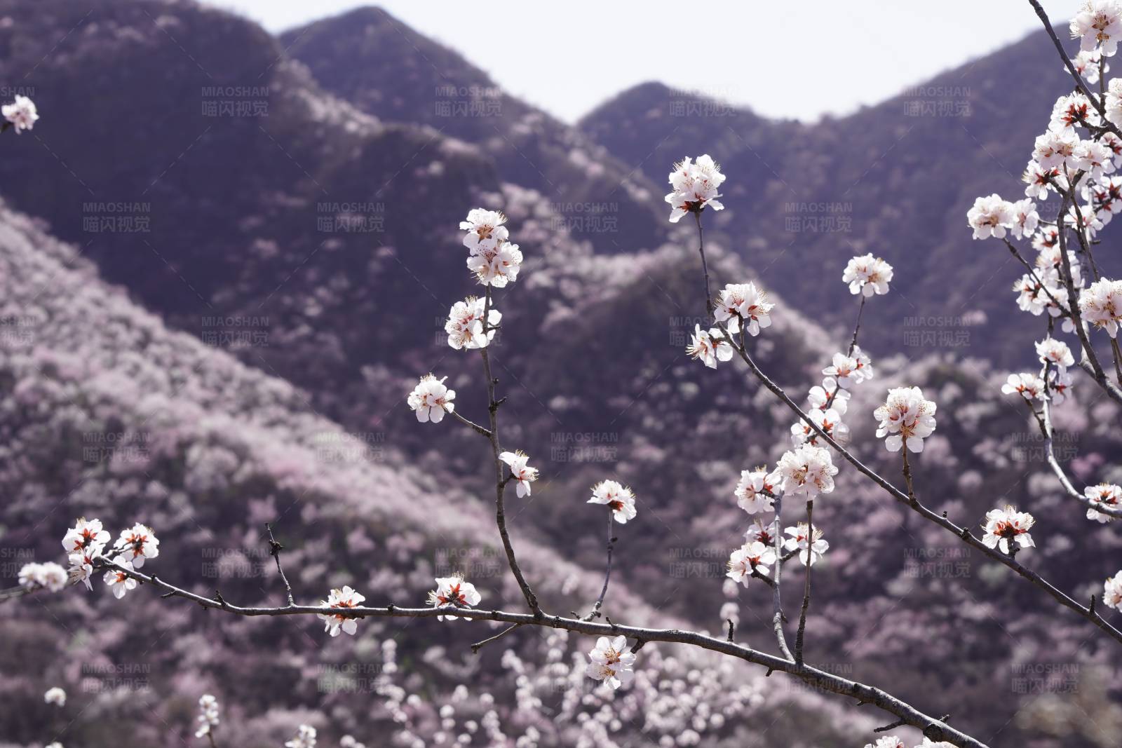 山花烂漫 春意盎然图片