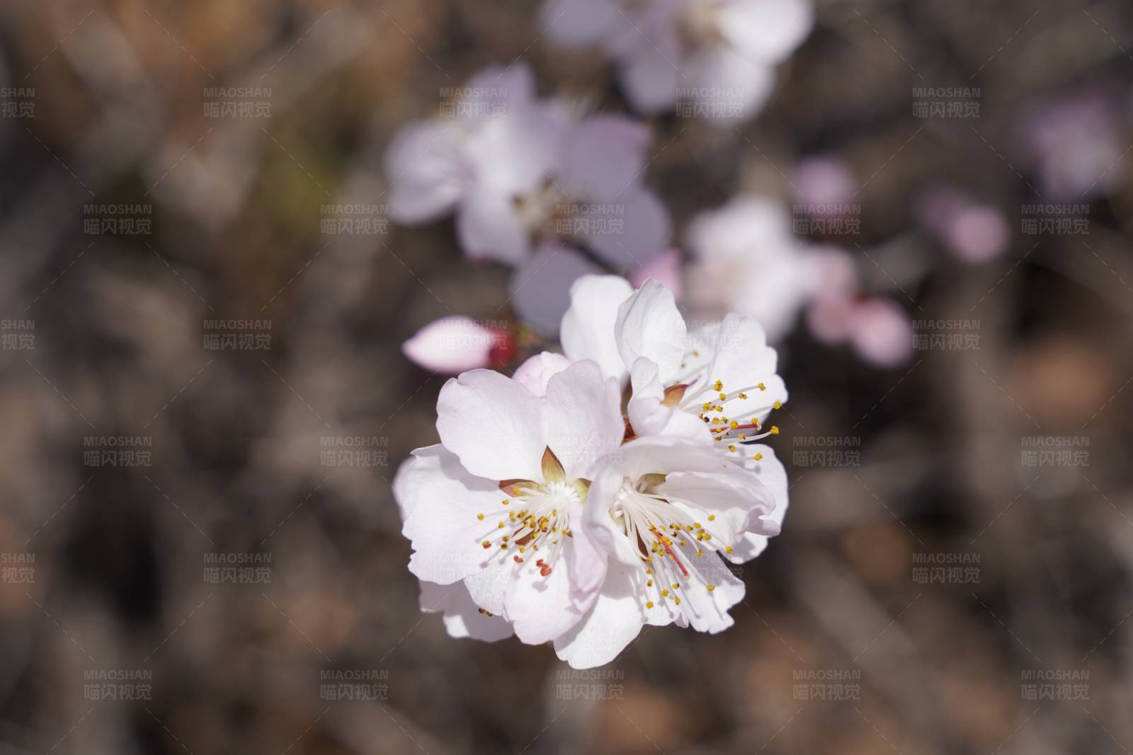春日樱花绽放图片