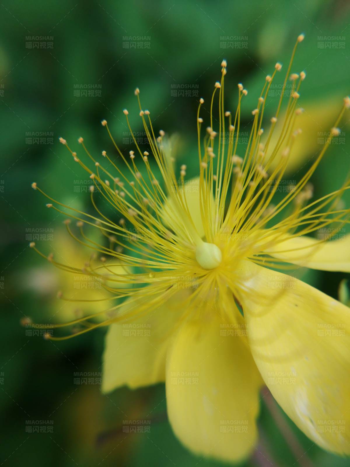 黄色花朵特写图片