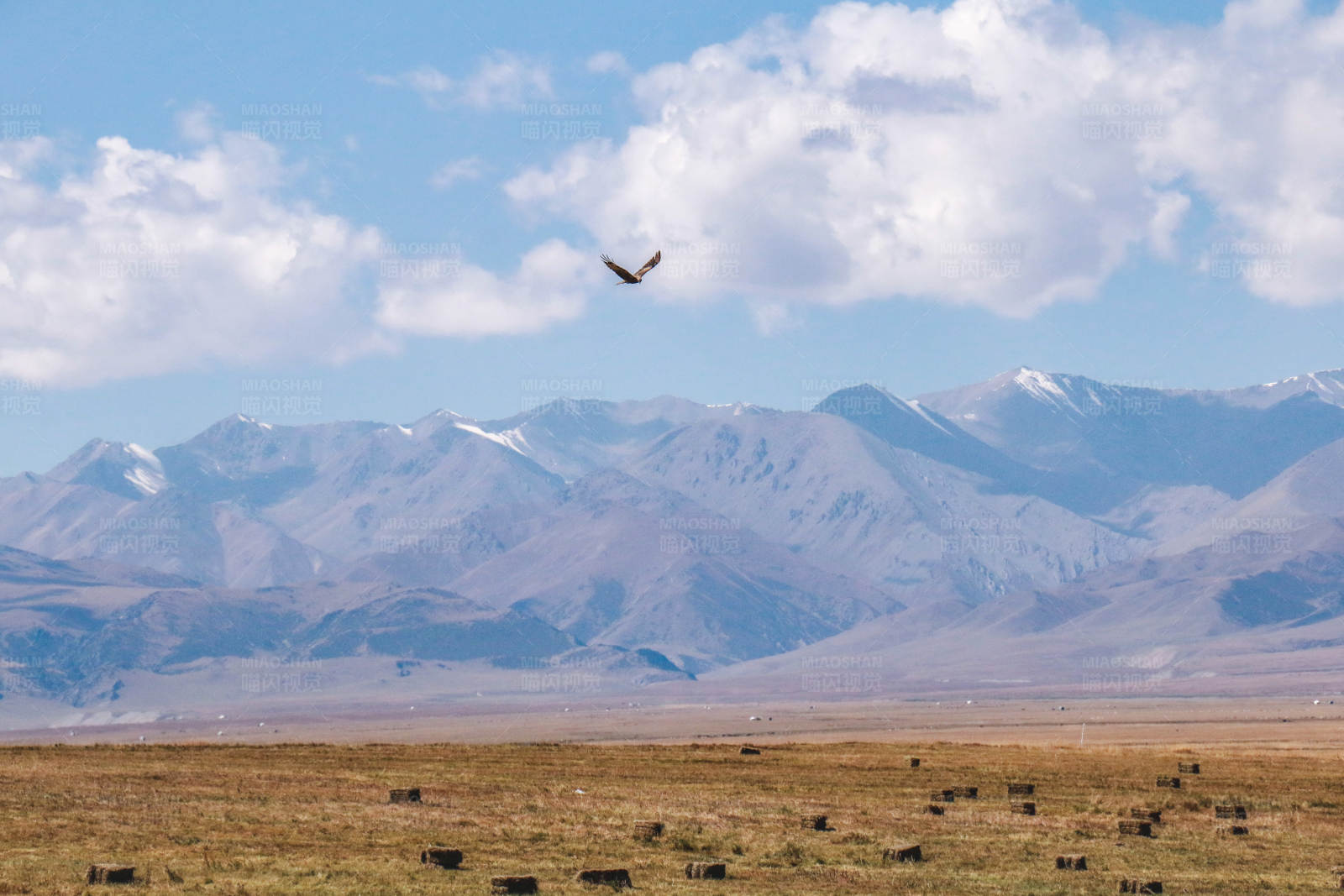 鹰击长空 雪山草原图片