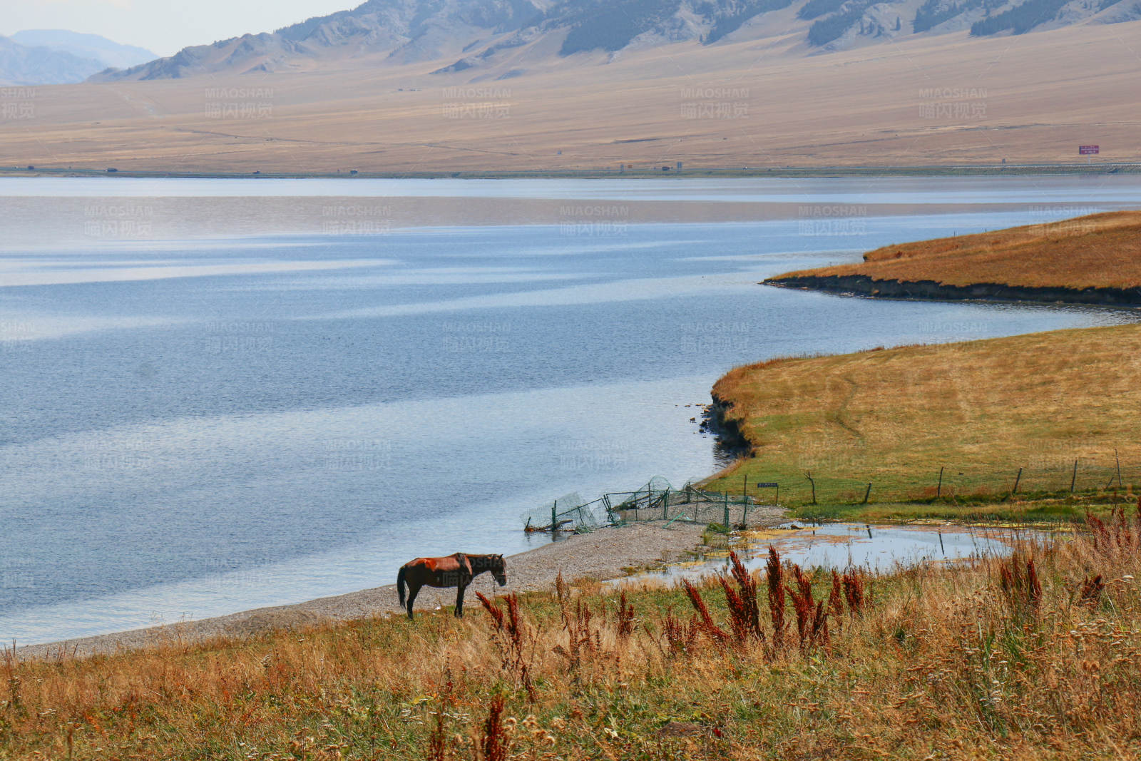 湖畔独马图片