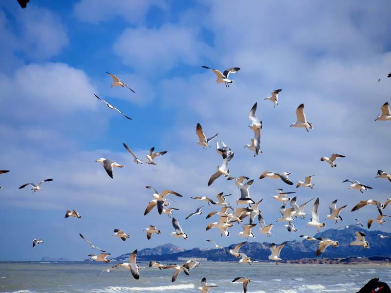 海鸥群飞图片