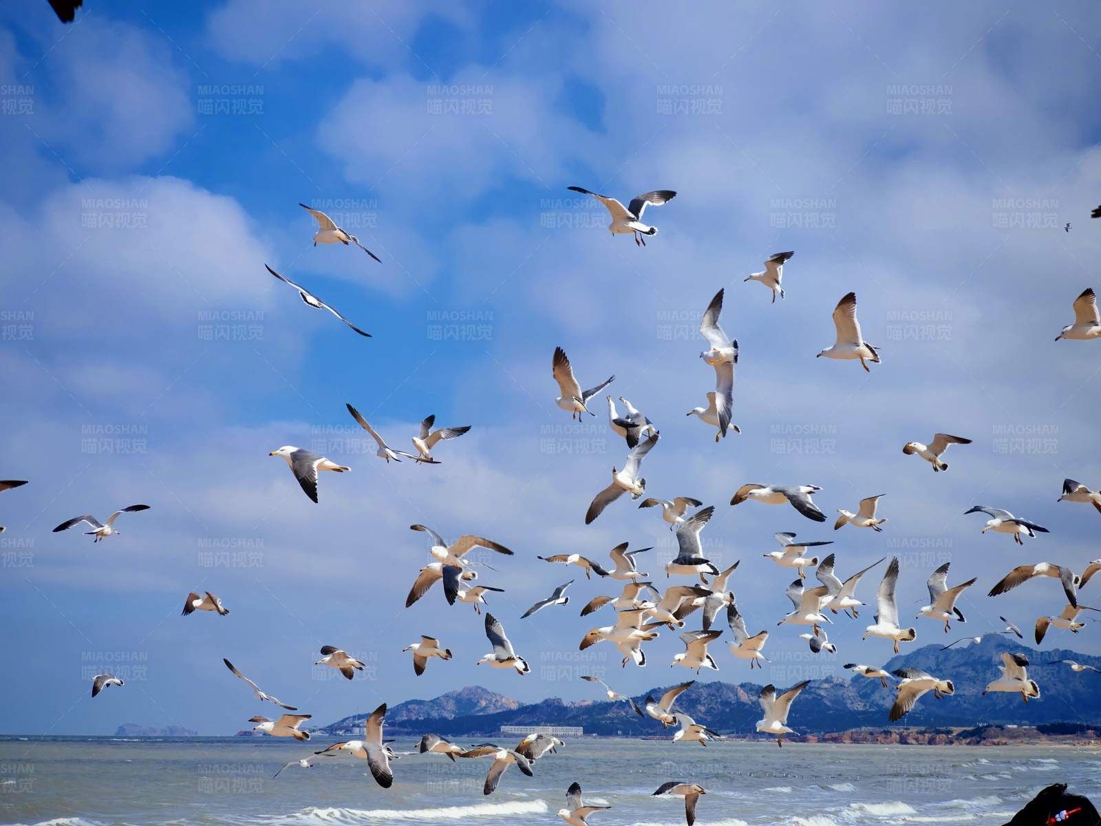 海鸥群飞图片