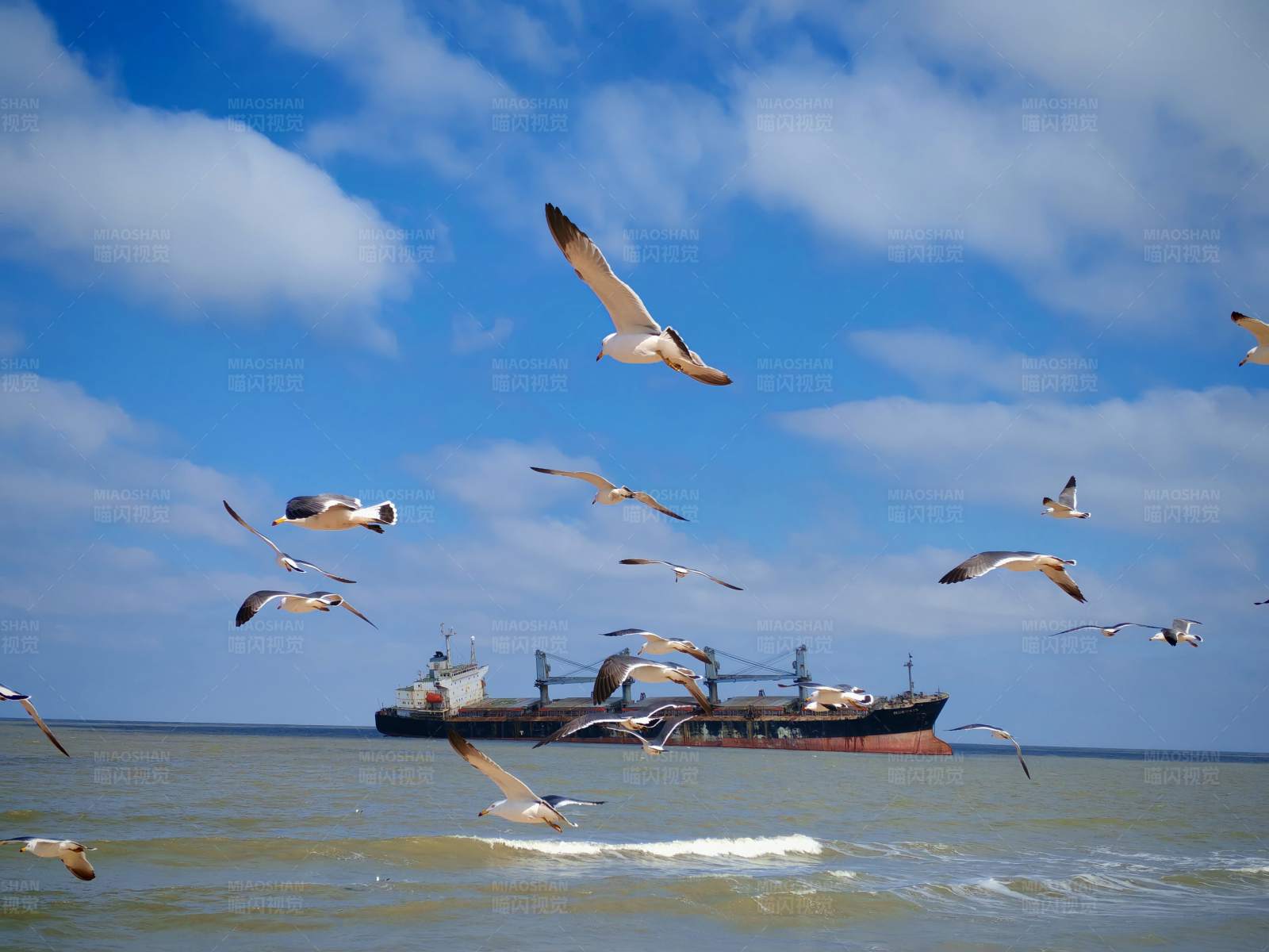 海鸥与货船图片