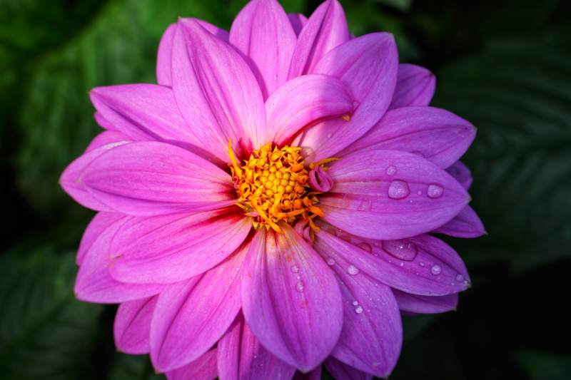 雨后粉红大丽花图片