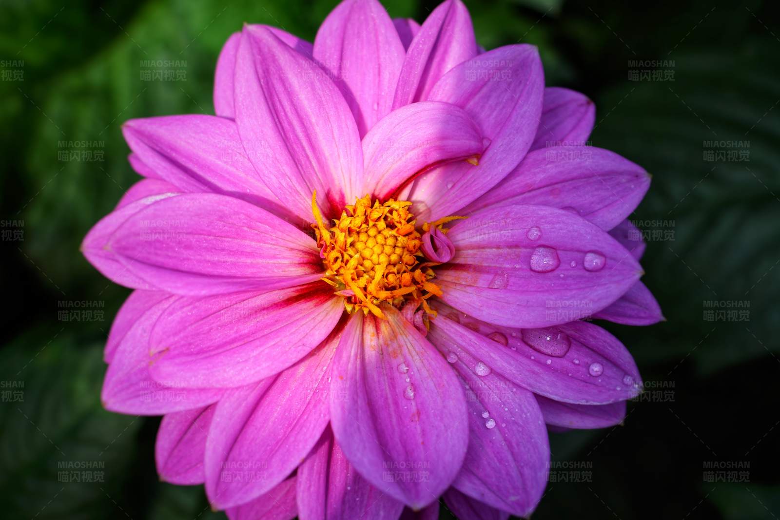 雨后粉红大丽花图片