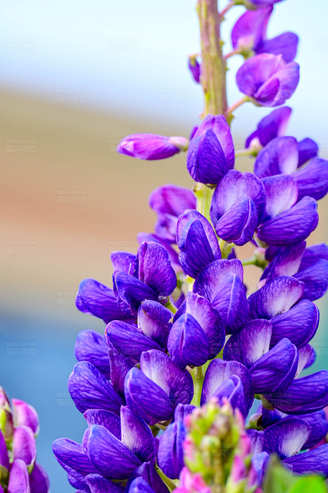 紫色花朵的美丽瞬间图片