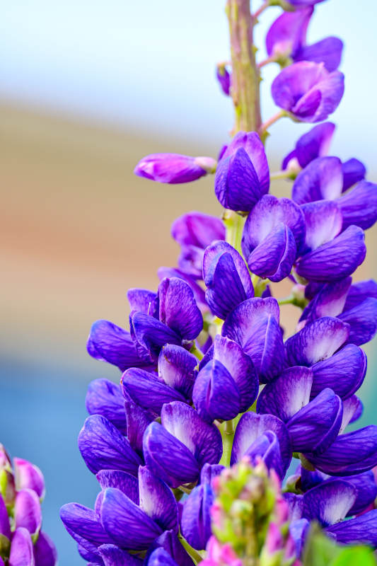 紫色花朵的美丽瞬间图片