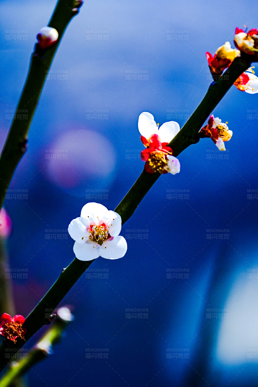 春日花开 生机盎然图片