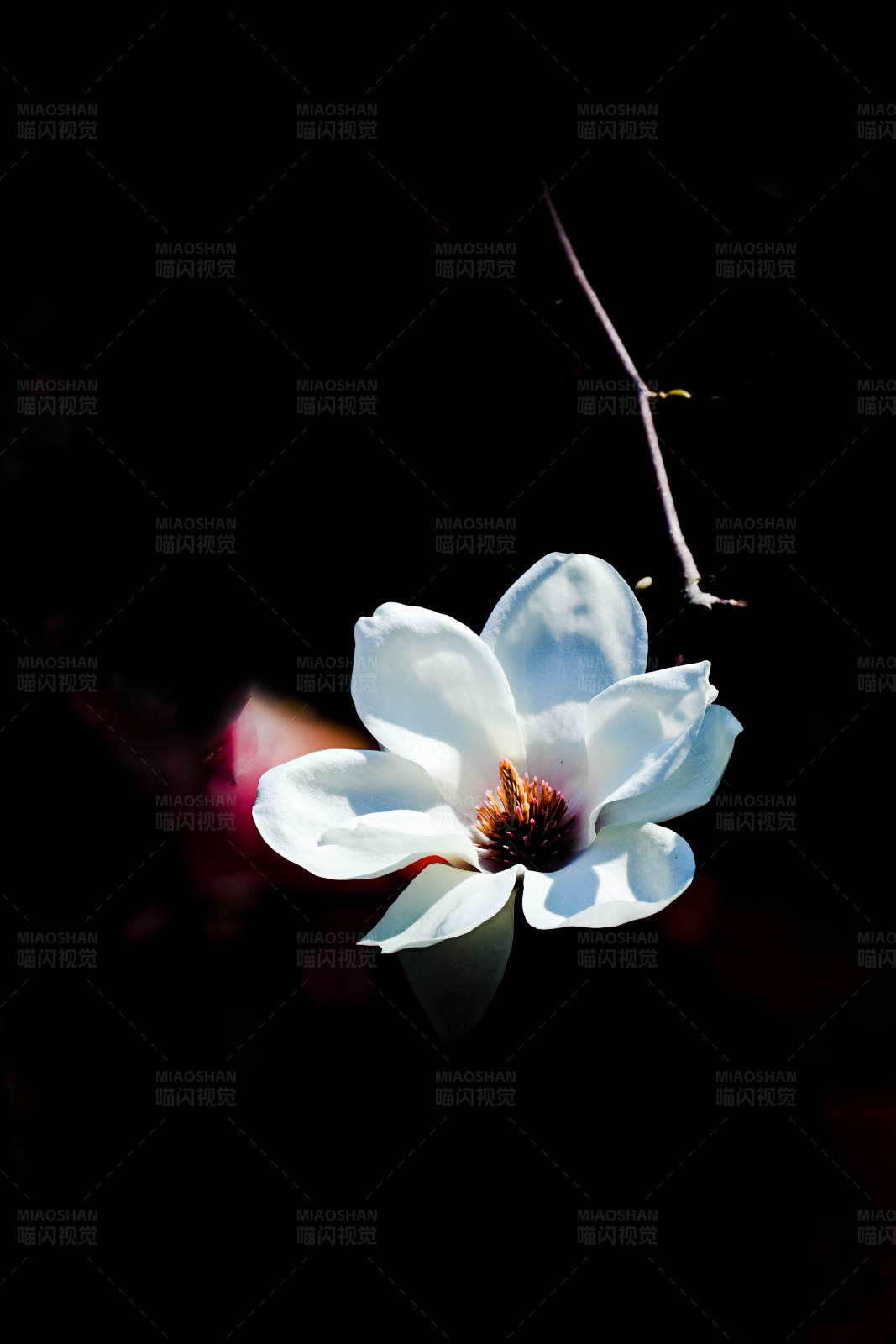 暗夜中的白色花朵图片