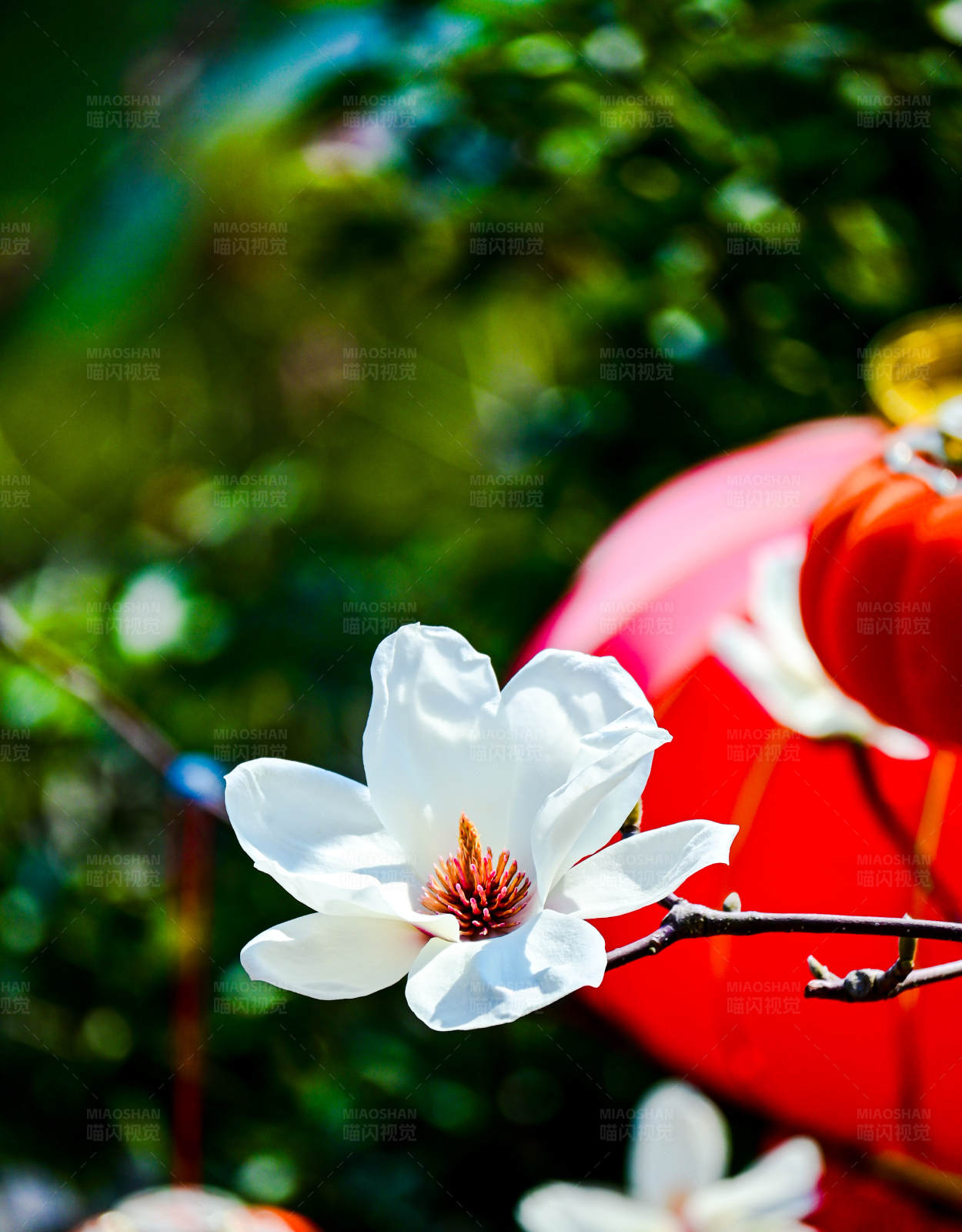 白玉兰花映红灯笼图片