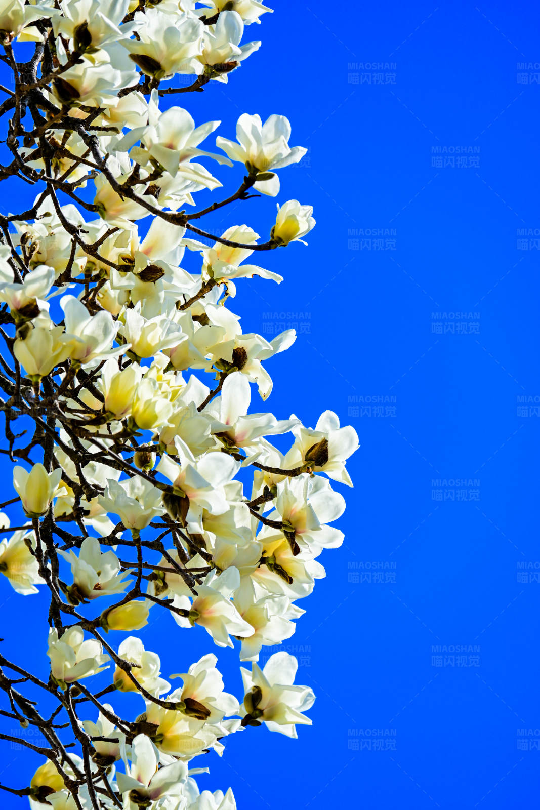 白玉兰花开满枝头图片