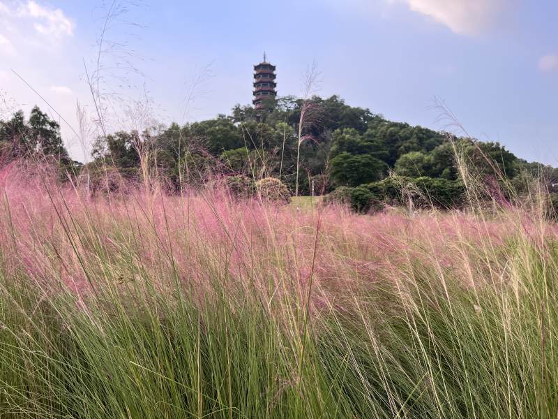 粉色草海与古塔图片