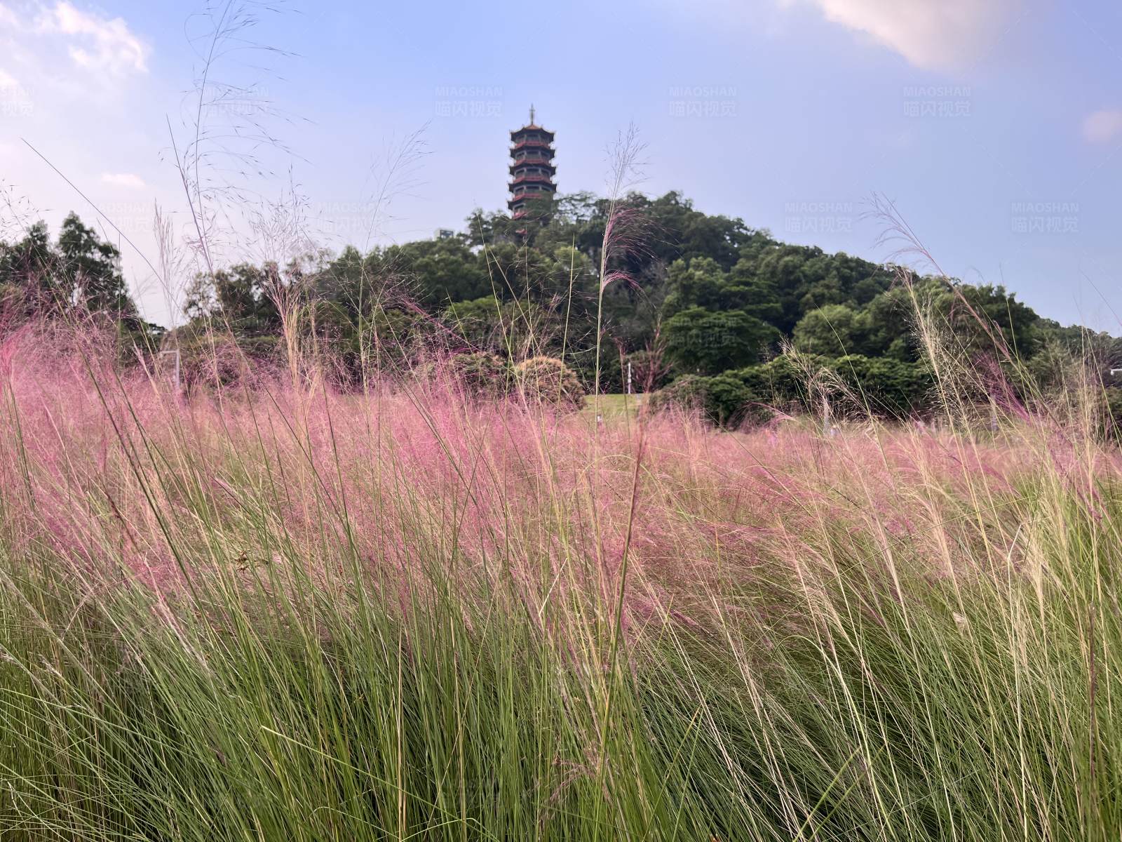 粉色草海与古塔图片