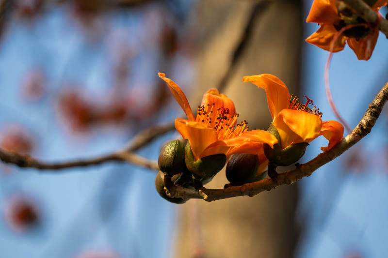 木棉花开图片