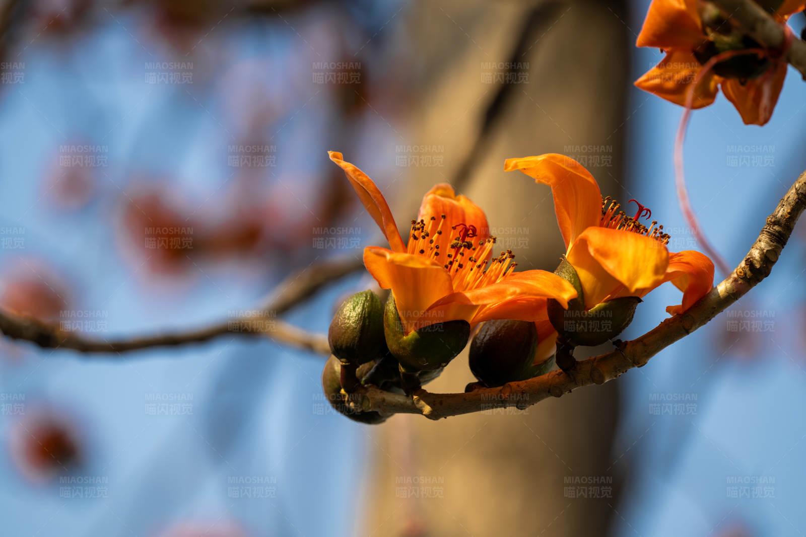 木棉花开图片