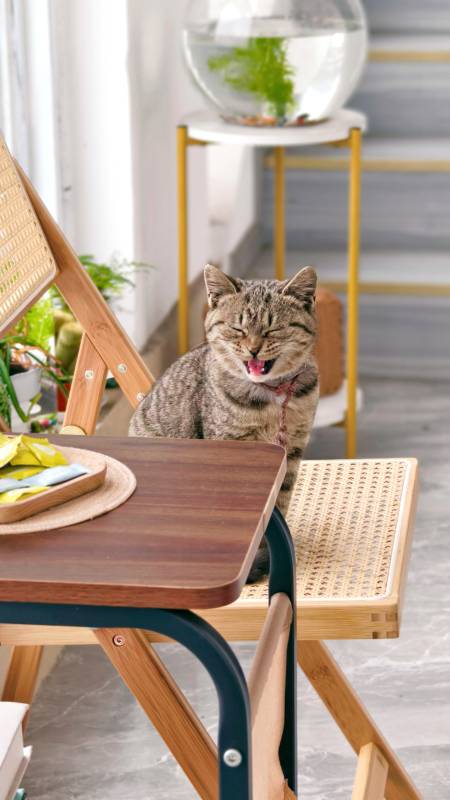 猫咪打哈欠的温馨瞬间图片