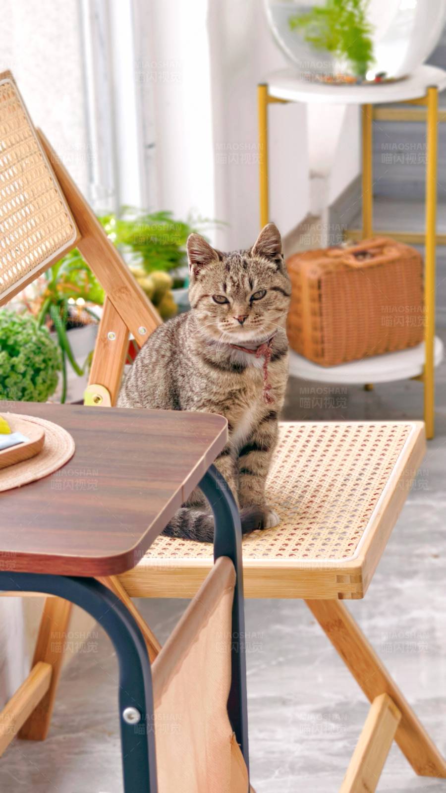 猫咪的悠闲时光图片