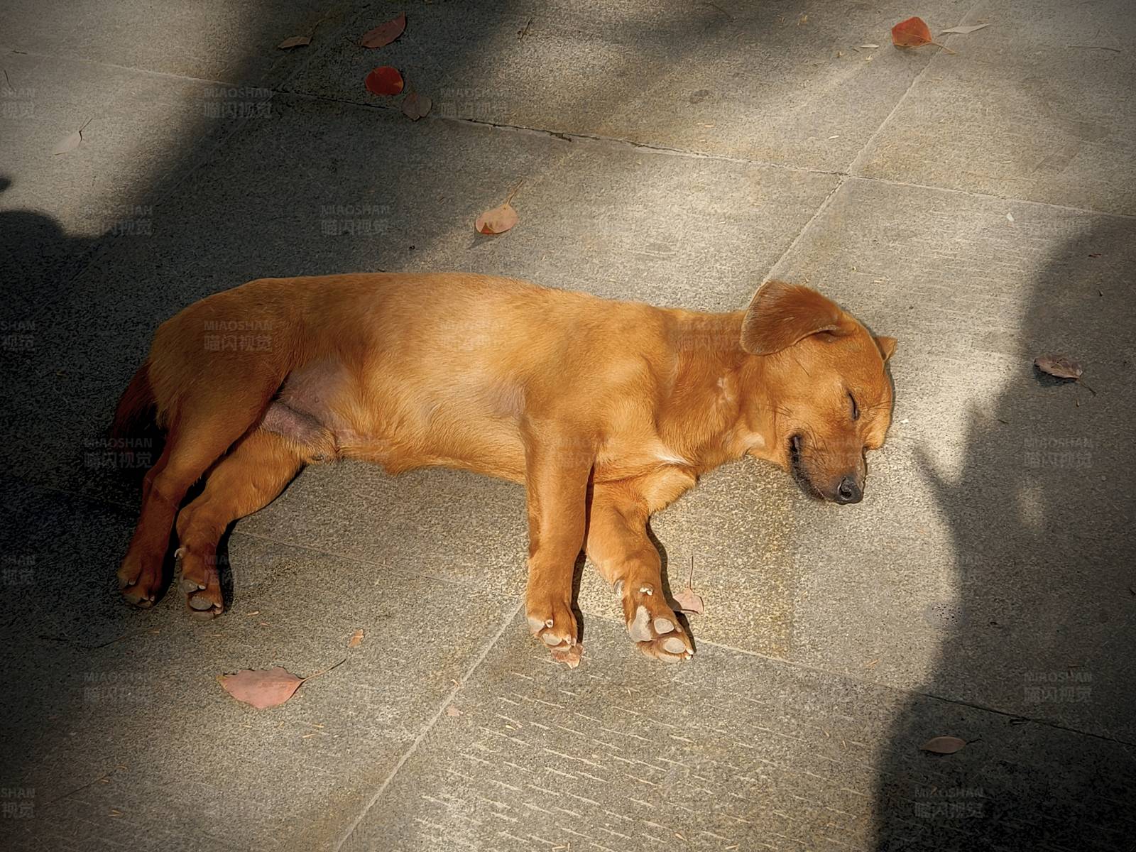 阳光下的小狗图片