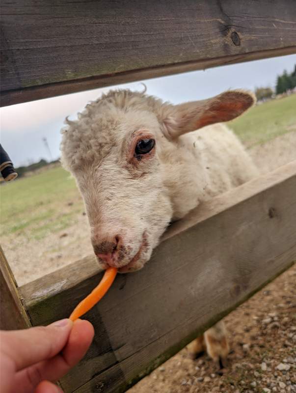 小羊吃胡萝卜图片