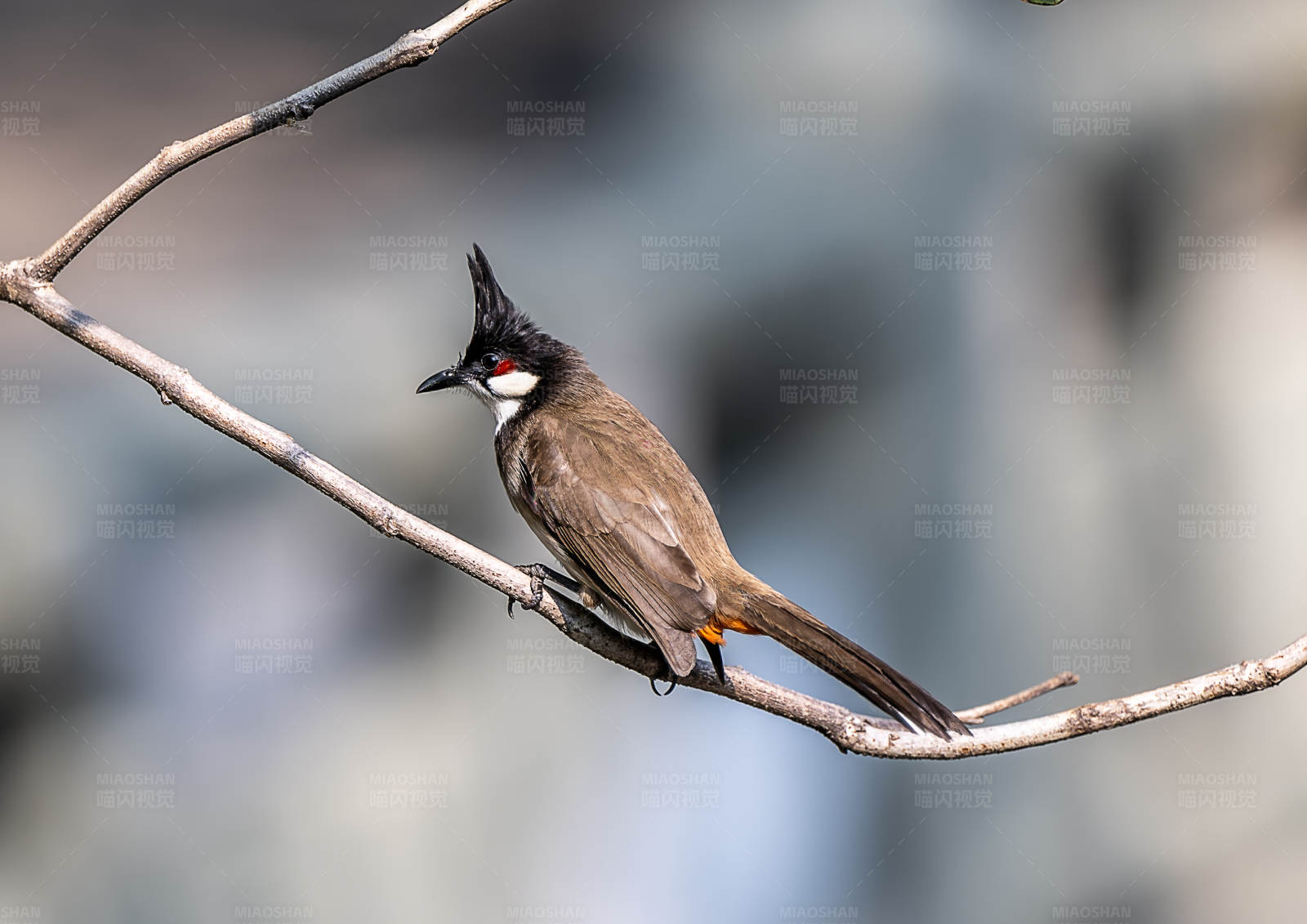 红耳鹎栖息枝头图片