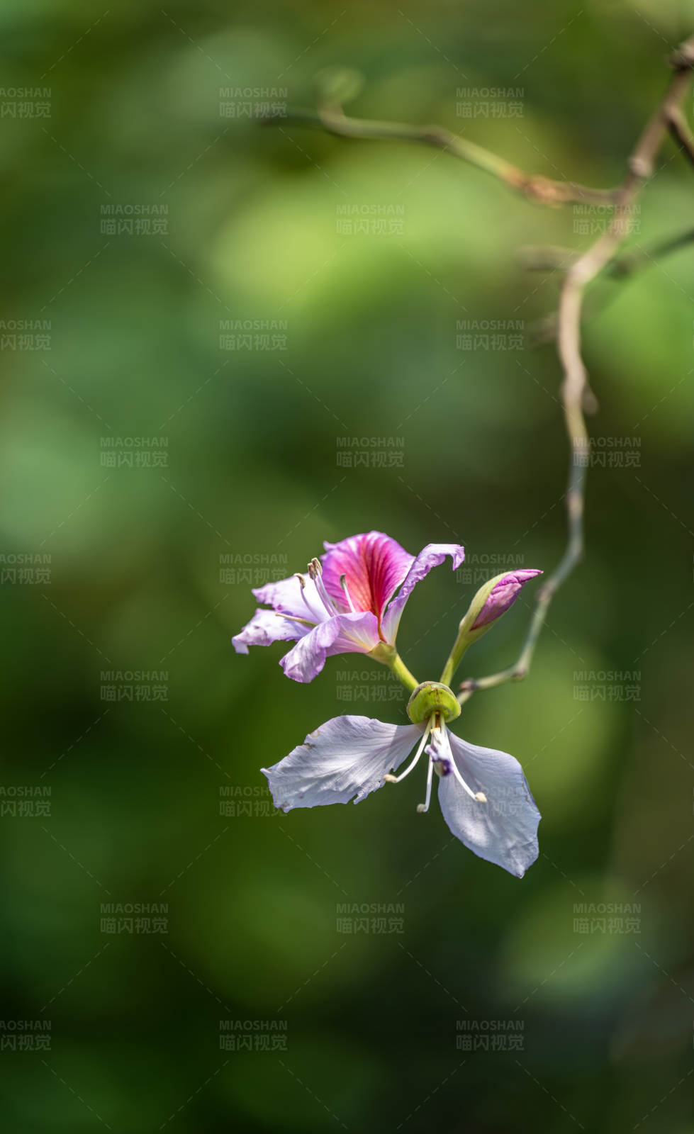 紫荆花的美丽瞬间图片