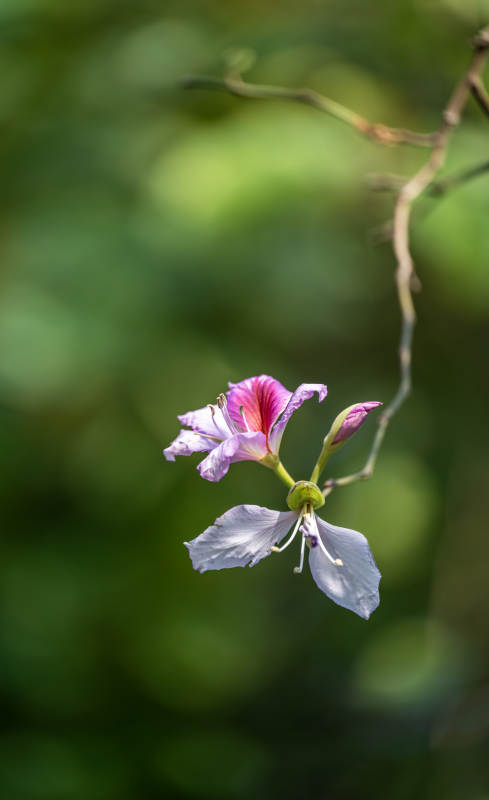 紫荆花的美丽瞬间图片
