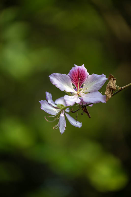 紫荆花的美丽瞬间图片