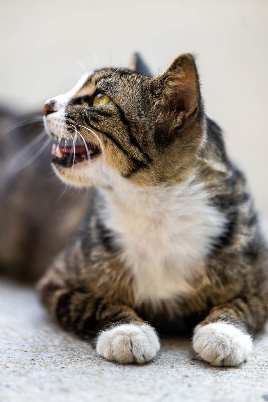 喵星人的咆哮时刻图片