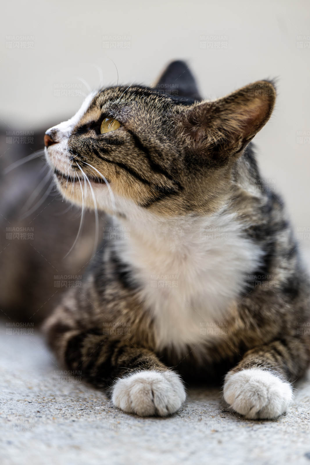 猫咪抬头望图片