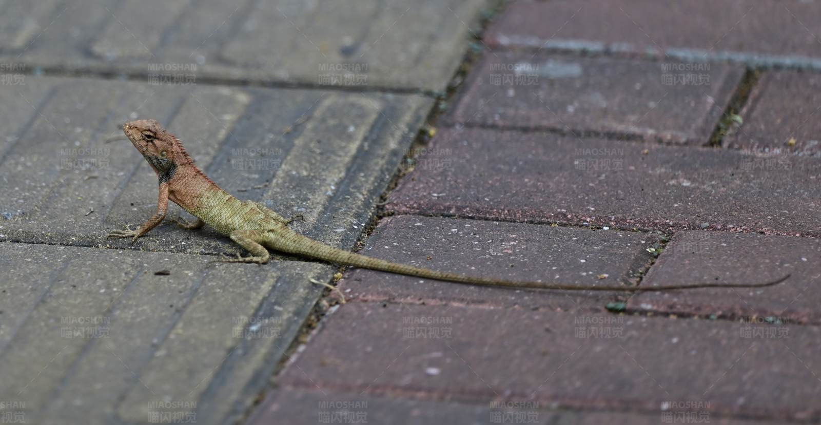 蜥蜴漫步图片