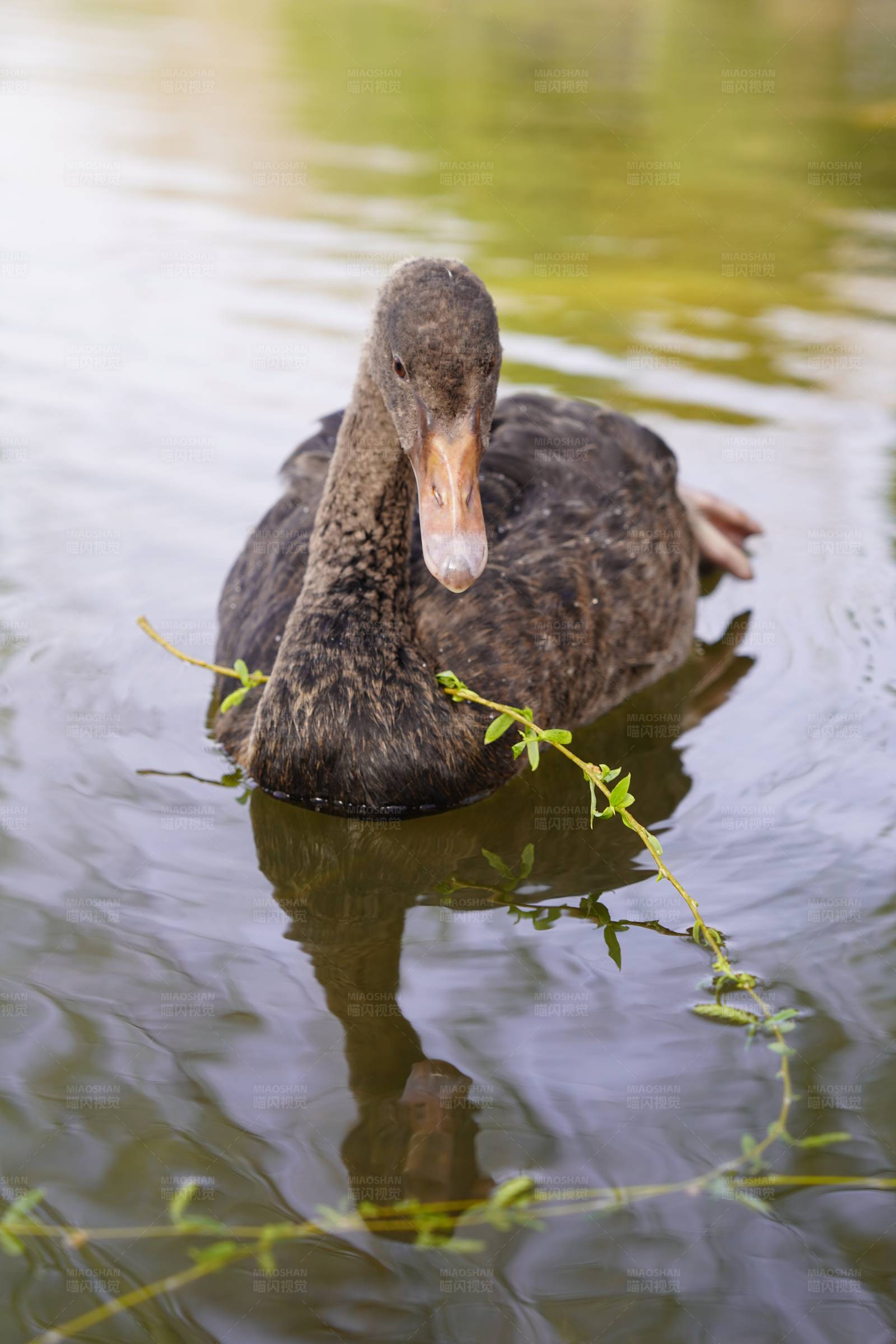 黑天鹅水中游图片