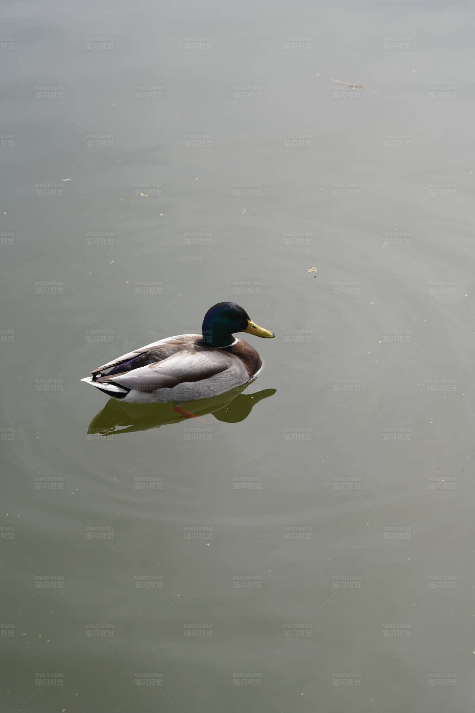湖中游鸭图片