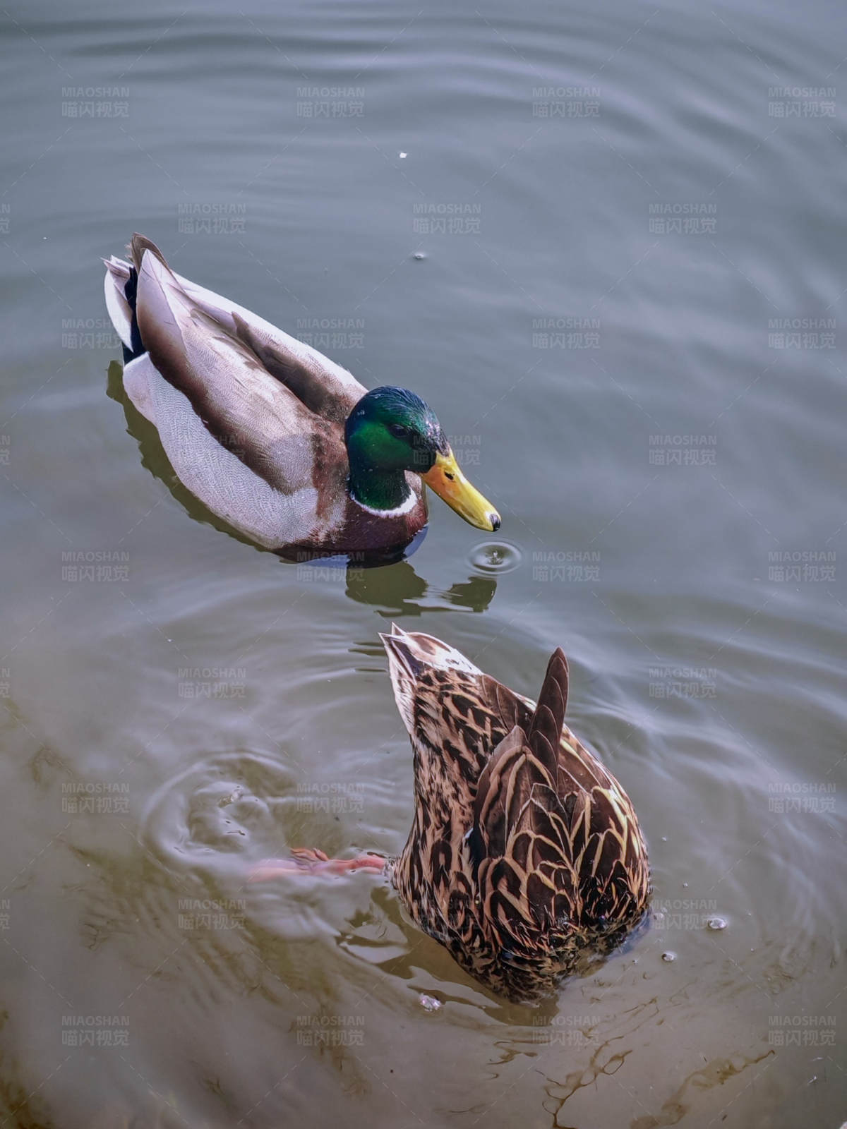 湖中鸭子嬉戏图图片