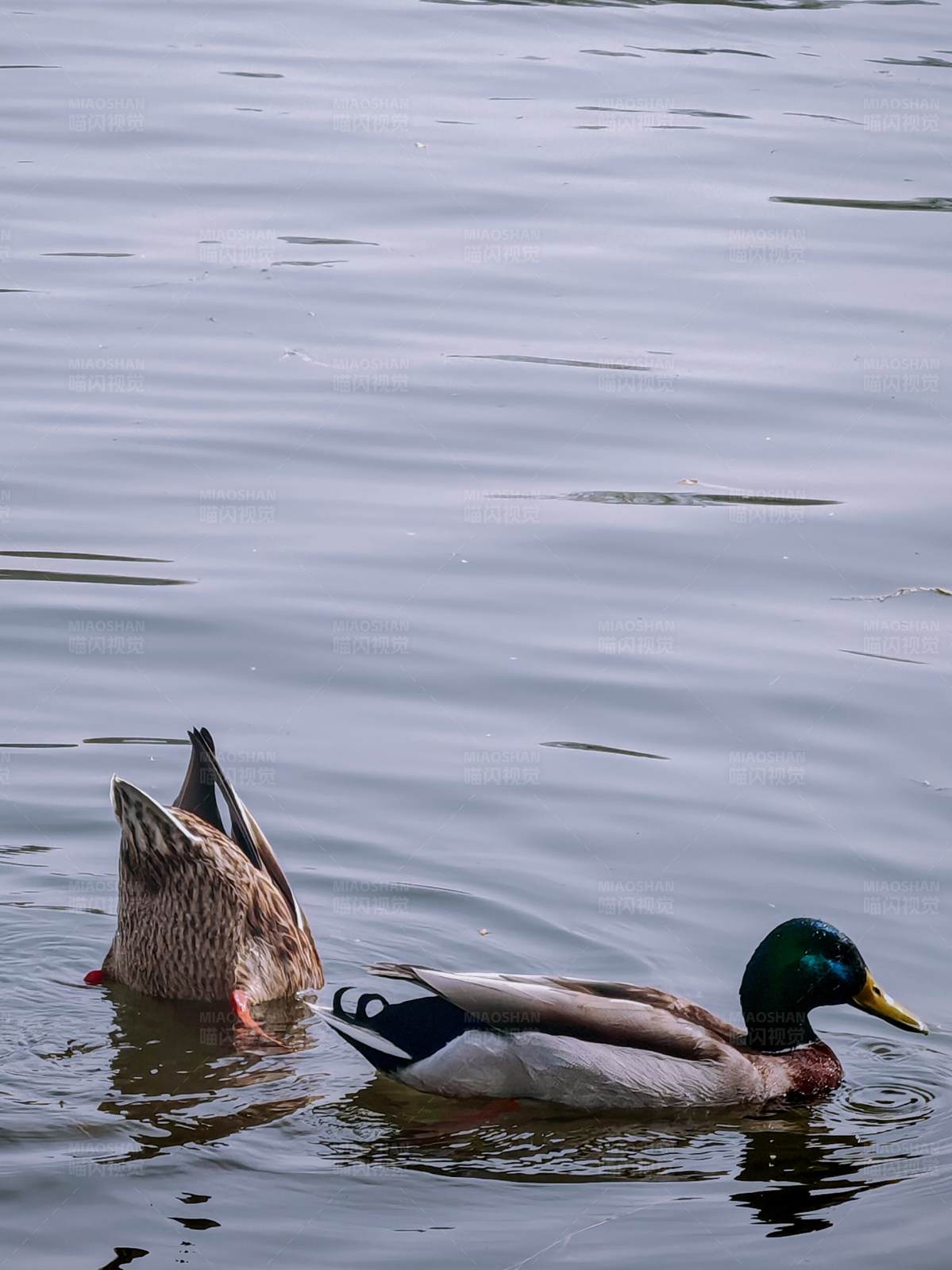 鸭子潜水觅食图片