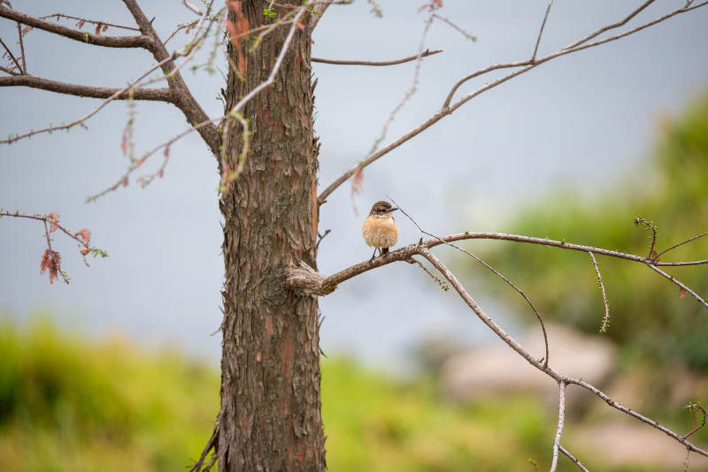 小鸟栖息在光秃秃的树枝上图片