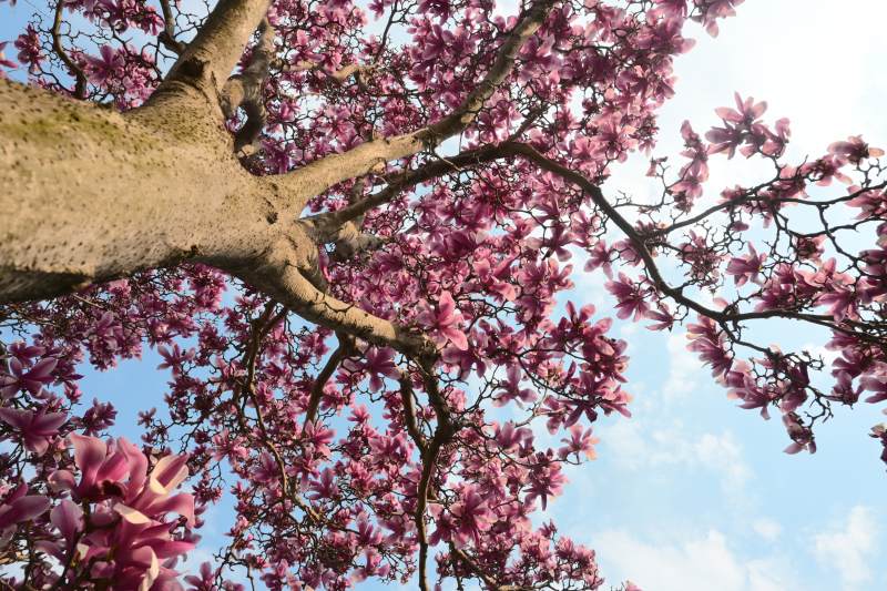 春天花开满树图片