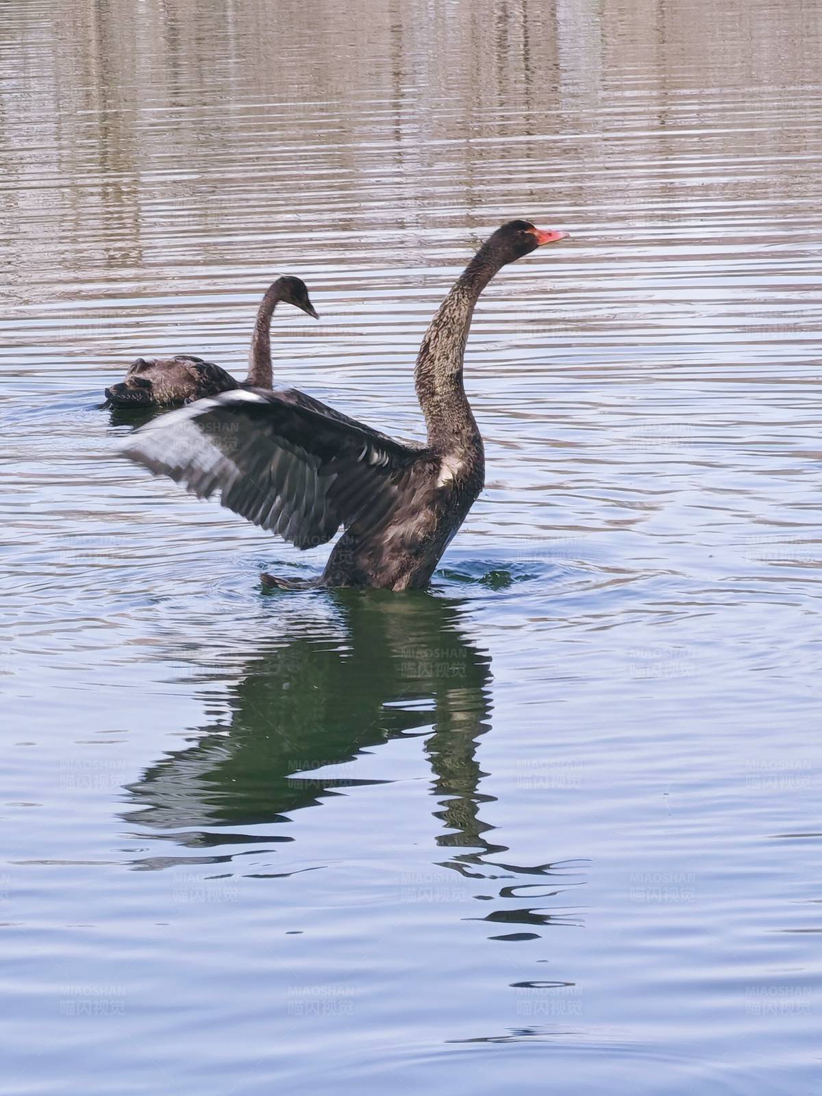 黑天鹅展翅图片