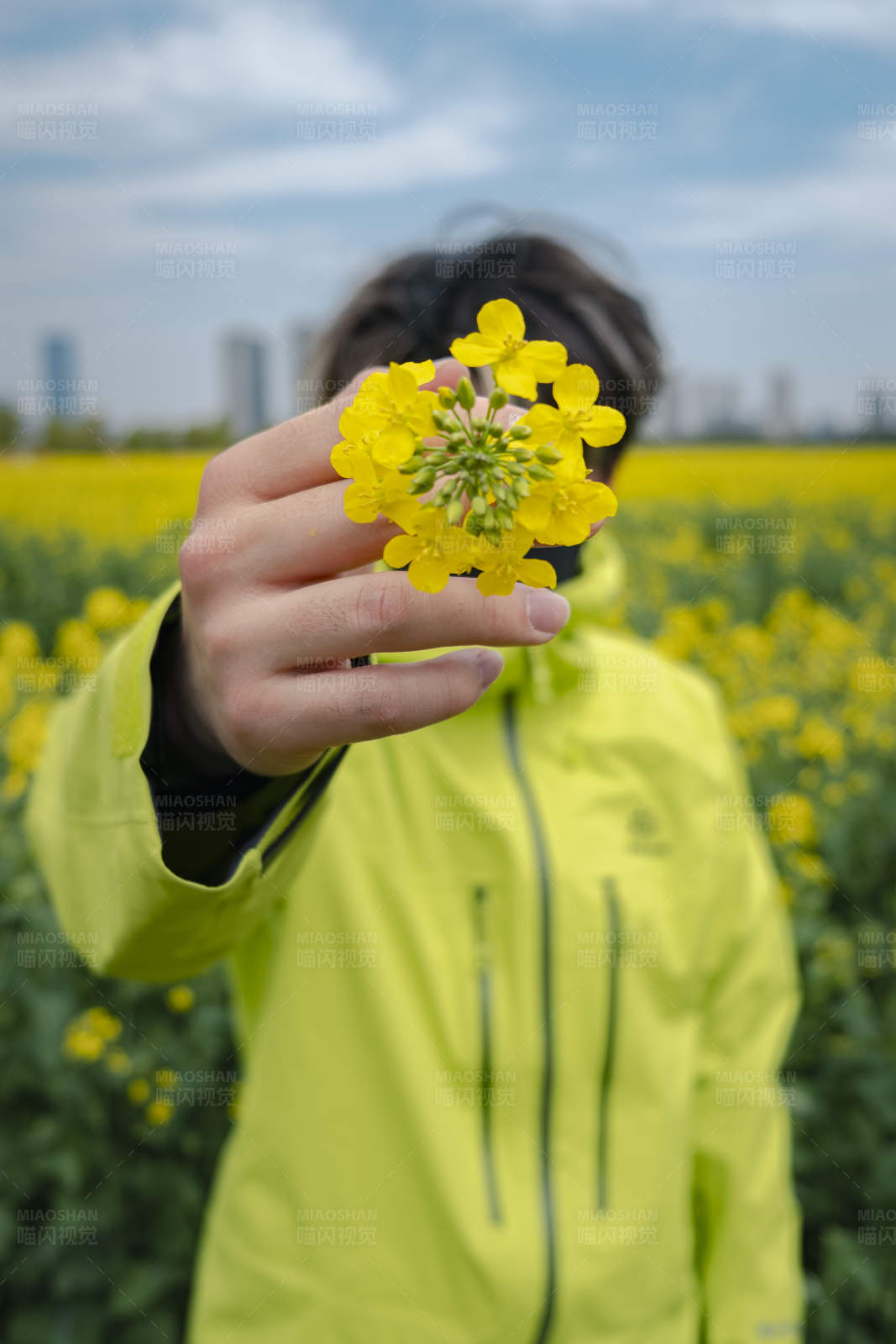 手捧黄花 田野美景图片