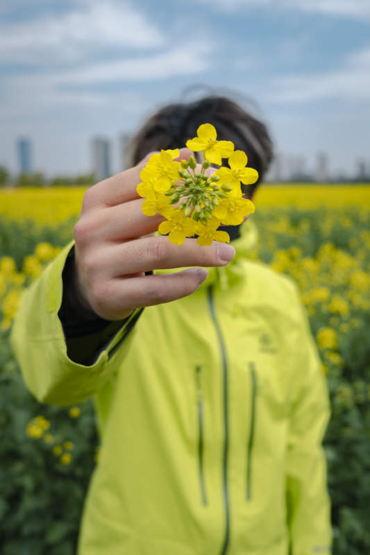 手捧黄花 田野美景图片