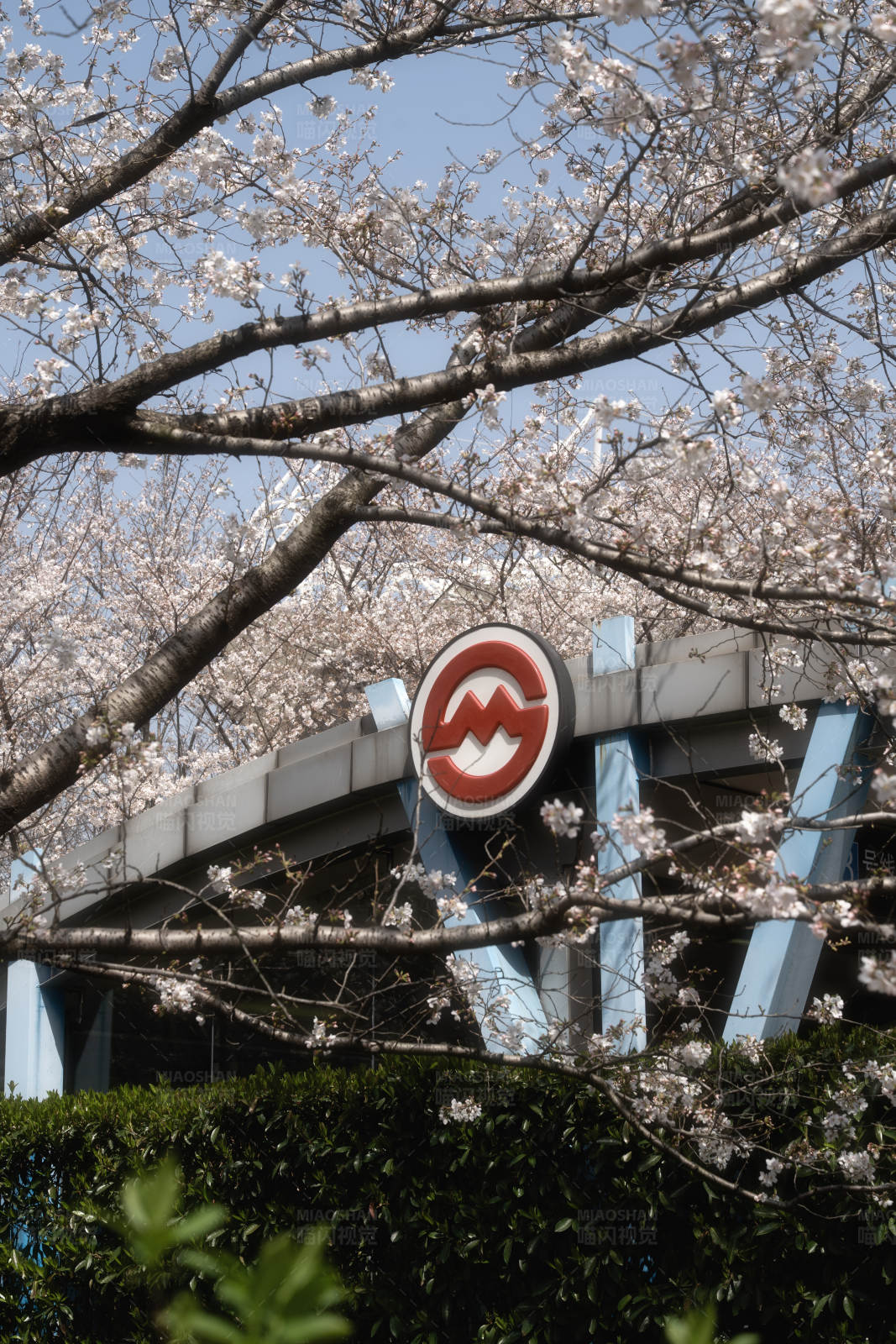 樱花盛开的地铁站图片