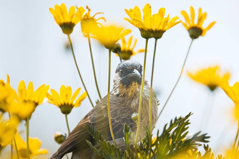 鸟与黄花图片